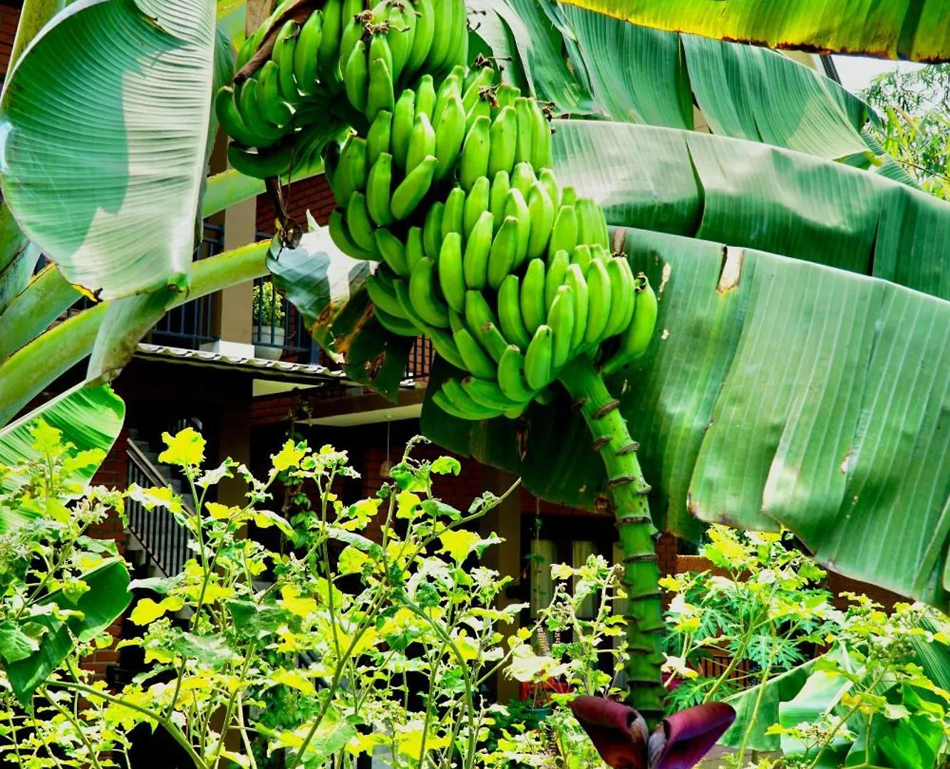 Millet'S Food Company And Cooking Center Hotel Negombo Sri Lanca